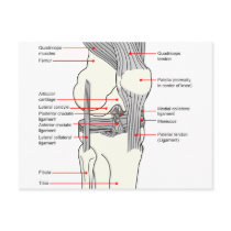 Anatomical Diagram of a Human Right Knee Joint Postcard
