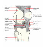 Anatomical Diagram of a Human Right Knee Joint T Shirt