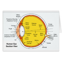 Anatomical Diagram of the Human Eye Ball Greeting Cards