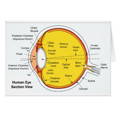 Anatomical Eye