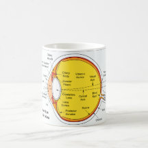 Anatomical Diagram of the Human Eye Ball Mugs