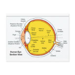 Anatomical Diagram of the Human Eye Ball Postcard