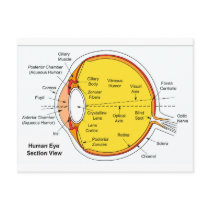 Anatomical Diagram of the Human Eye Ball Postcard