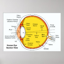 Anatomical Diagram of the Human Eye Ball Posters