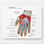 hand, wrist, diagram, chart, anatomy, human hand,