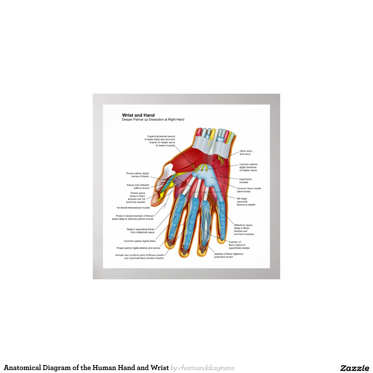 Anatomical Diagram of the Human Hand and Wrist Print | Zazzle