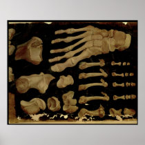 Anatomical drawing of the bones of the foot print