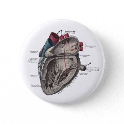 Anatomical Heart Diagram Pins