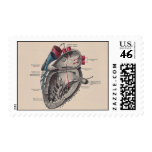 Anatomical Heart Diagram Postage