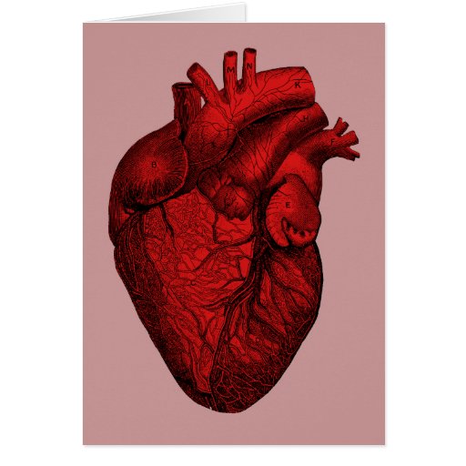 Anatomical Human Heart Cards