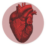 Anatomical Human Heart Sticker