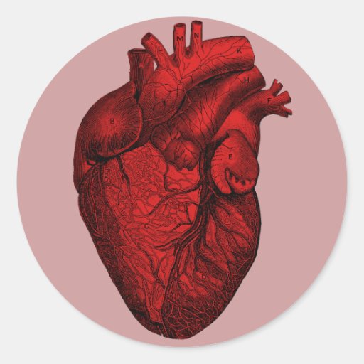 Anatomical Human Heart Sticker Zazzle