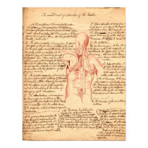 Anatomical Sketch posters