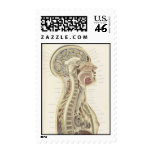 Anatomical Torso Cross-Section Model Postage Stamp