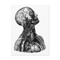 Anatomical Torso Drawing Postcard by tailsofthepast Anatomical Torso Drawing Postcard