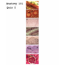 Anatomy 101 t-shirts by AkanakA Anatomy 101 t-shirts