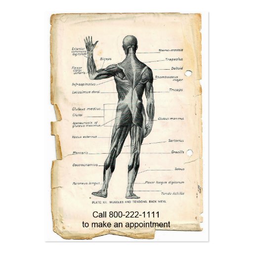Anatomy Anterior and Posterior Business Card Templates (back side)
