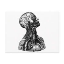 Anatomy Bust postcards by spyderfyngers Anatomy Bust postcards