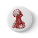 Anatomy Bust Red buttons