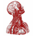 Anatomy Bust Red t-shirts by spyderfyngers Anatomy Bust Red t-shirts