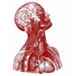 Anatomy Bust Red t-shirts