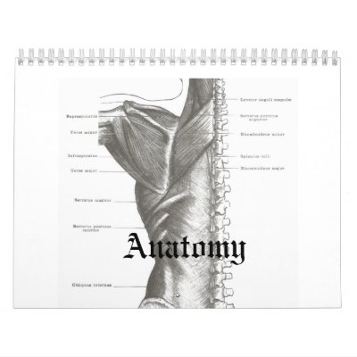 Anatomy Calender Wall Calendars by SillyLittleThings