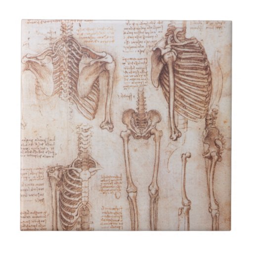 leonardo da vinci drawings human anatomy