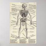 Anatomy Engraving Print