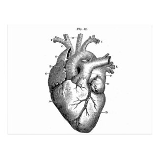 Anatomical Heart Valentine Cards, Anatomical Heart Valentine Card
