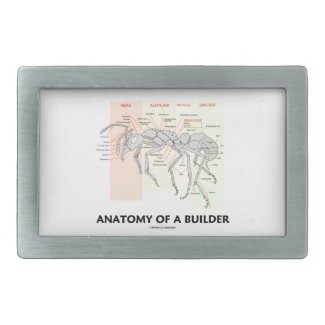 Anatomy Of A Builder (Worker Ant Anatomy)