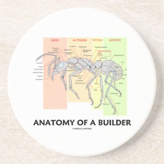 Anatomy Of A Builder (Worker Ant Anatomy)