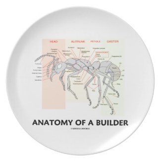 Anatomy Of A Builder (Worker Ant Anatomy)