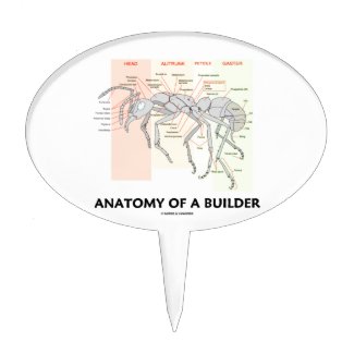 Anatomy Of A Builder (Worker Ant Anatomy)