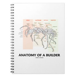 Anatomy Of A Builder (Worker Ant Anatomy)