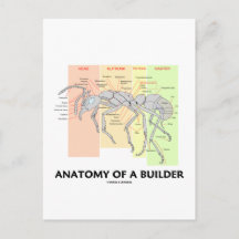 Ant Anatomy Diagram