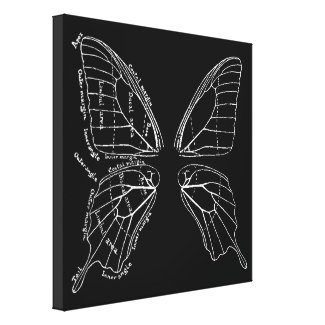 Anatomy Of A Butterfly Wing Vintage Diagram Stretched Canvas Print