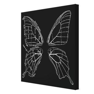 Anatomy Of A Butterfly Wing Vintage Diagram Stretched Canvas Print