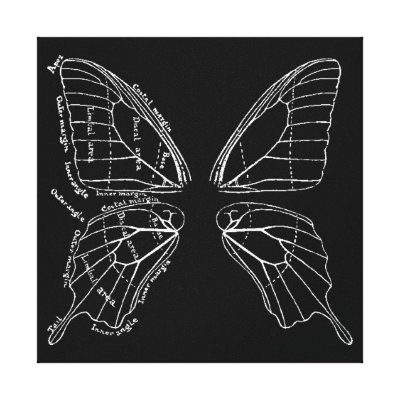 butterfly wing diagram