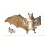 Anatomy of a Fruit Bat - Antique Engraving posters