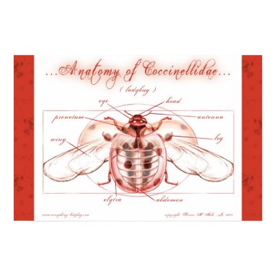 Anatomy of a Ladybug (Coccinellidae) Poster by ladybugland