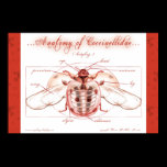Anatomy of a Ladybug (Coccinellidae) Poster
