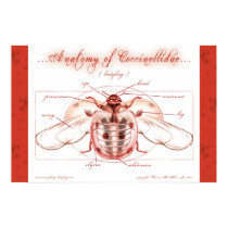 Anatomy of a Ladybug (Coccinellidae) Poster posters
