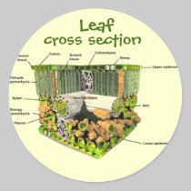 Anatomy of a Leaf sticker stickers