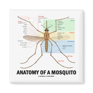 Anatomy Of A Mosquito magnet
