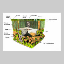 Anatomy of a plant leaf poster posters