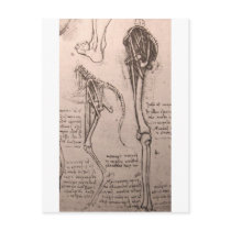 Anatomy of dog and man postcards by LeonardoDaVinci Anatomy of dog and man postcards
