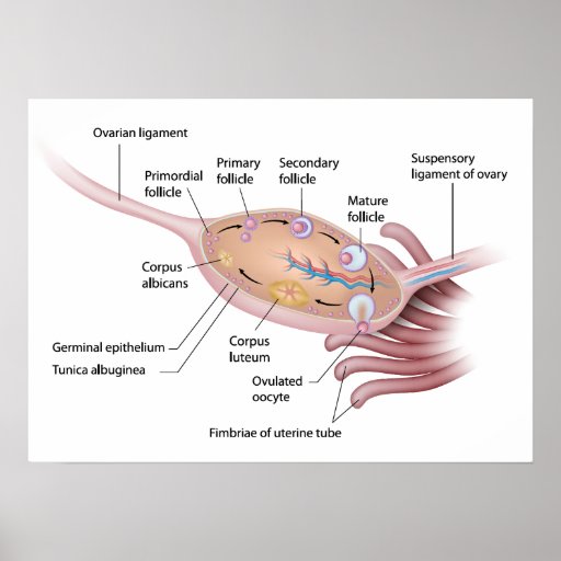Anatomy of human ovary labeled diagram poster | Zazzle