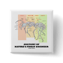 Anatomy Of Nature's Finest Engineer (Entomology) Buttons