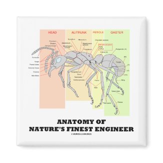Anatomy Of Nature's Finest Engineer (Entomology) magnet
