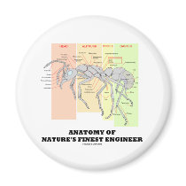 Anatomy Of Nature's Finest Engineer (Entomology) Magnets